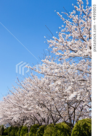 Cherry-blossoms Cherry-blossoms 4499803