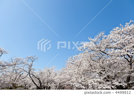 Cherry-blossoms Cherry-blossoms 4499812