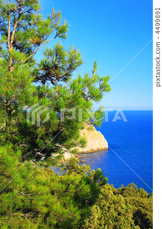 Crimea landscape. Mediterranean Pine 4499891