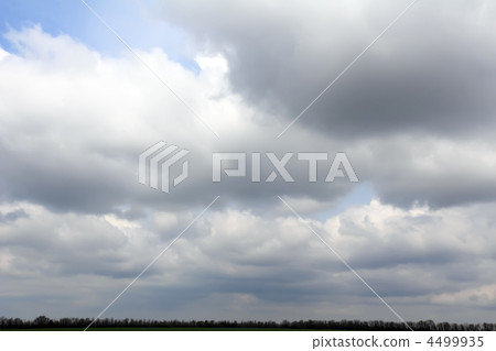 Violet ebonite chinchilla . Violet ebonite chinchilla . 4499935