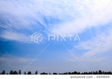 Violet ebonite chinchilla . Violet ebonite chinchilla . 4499949