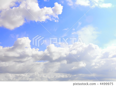 Violet ebonite chinchilla . Violet ebonite chinchilla . 4499975