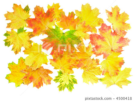 Background, wallpaper-perfect autumn leaf . Background, wallpaper-perfect autumn leaf . 4500418