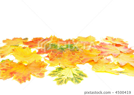Background, wallpaper-perfect autumn leaf . Background, wallpaper-perfect autumn leaf . 4500419