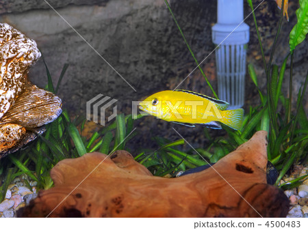 Aquarium Fish- Cichlid Hummingbird Yellow. 4500483