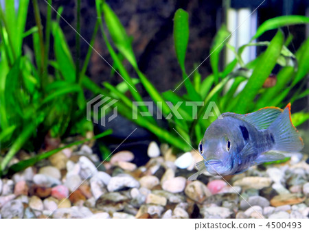 Aquarium Fish dwarf Cichlid-Apistogramma nijsseni. 4500493