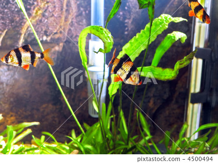 Shoal of aquarium fish-Barbus. (Barbus pentazona) 4500494