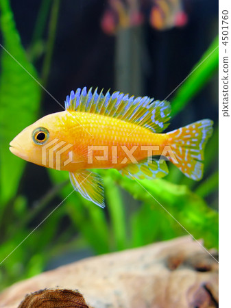 Aquarium Fish dwarf Cichlid-Aulonocara. Aquarium Fish dwarf Cichlid-Aulonocara. 4501760