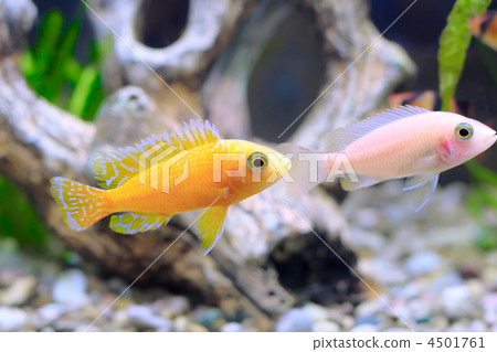 Aquarium Fish dwarf Cichlid-Aulonocara. 4501761