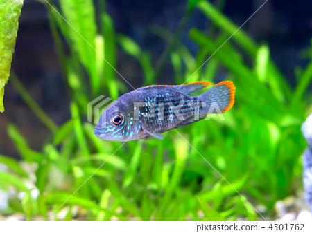 Aquarium Fish dwarf Cichlid-Apistogramma nijsseni. Aquarium Fish dwarf Cichlid-Apistogramma nijsseni. 4501762