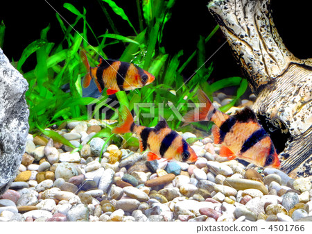 Shoal of aquarium fish-Barbus. (Barbus pentazona) 4501766