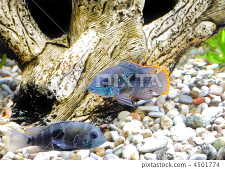 Aquarium Fish dwarf Cichlid-Apistogramma nijsseni. 4501774
