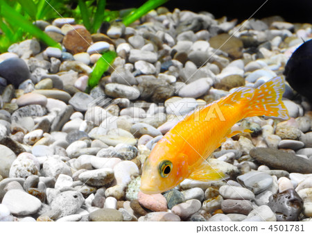 Aquarium Fish dwarf Cichlid-Aulonocara. Aquarium Fish dwarf Cichlid-Aulonocara. 4501781