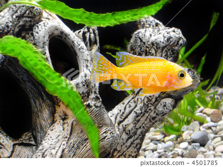 Aquarium Fish dwarf Cichlid-Aulonocara. 4501785