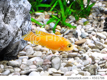 Aquarium Fish dwarf Cichlid-Aulonocara. Aquarium Fish dwarf Cichlid-Aulonocara. 4501786