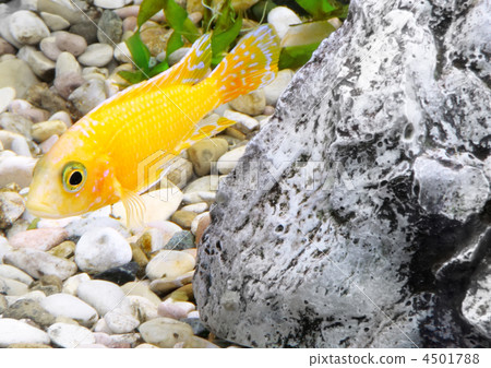 Aquarium Fish dwarf Cichlid-Aulonocara. 4501788