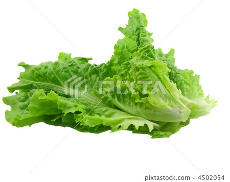 Leaf of lettuce on white background. Isolated 4502054