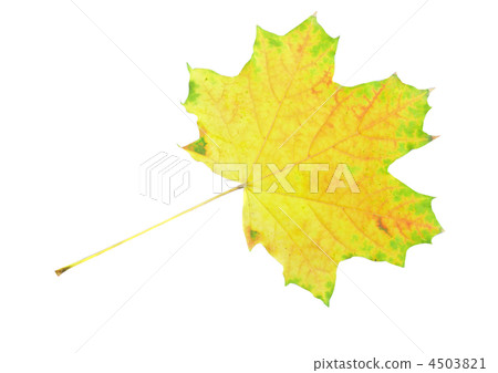 Single a utumn Leaf over white. Isolated 4503821