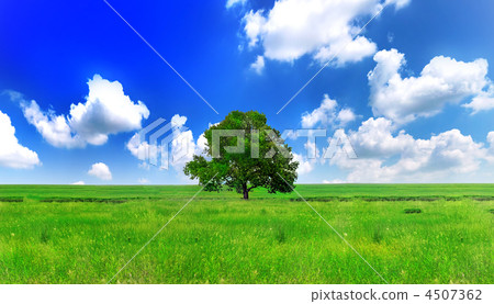 Alone one big tree on green field . Panorama 4507362