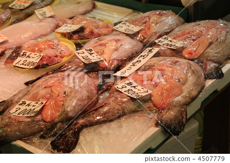 美洲鮟鱇 襞魚 華臍魚 4507779