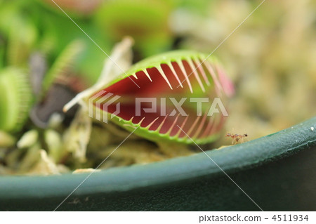 botanic, botanical, plant 4511934