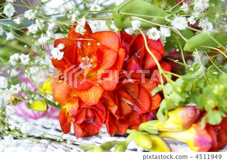 Freesia 4511949