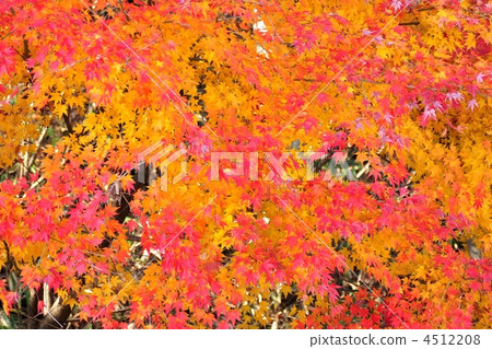 Bright red maple leaves 4512208