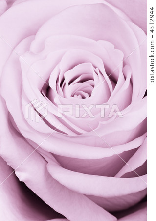 violet rose close up violet rose close up 4512944
