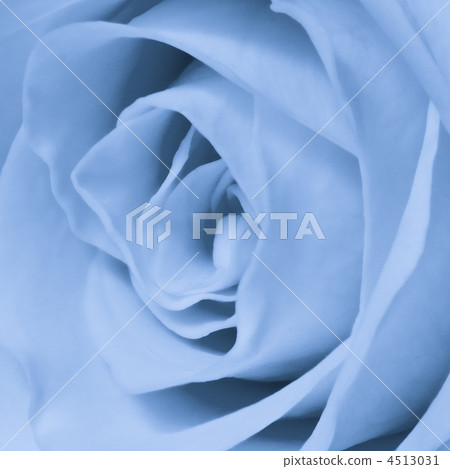 blue rose close up blue rose close up 4513031