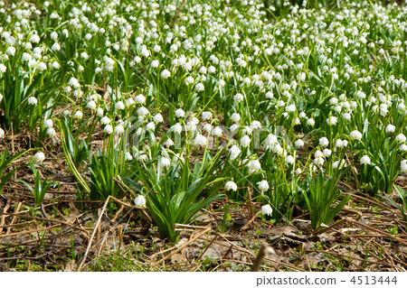 snowflake snowflake 4513444