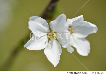 吉野櫻花樹 4513638