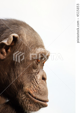 chimp, chimpanzee, animal 4515853
