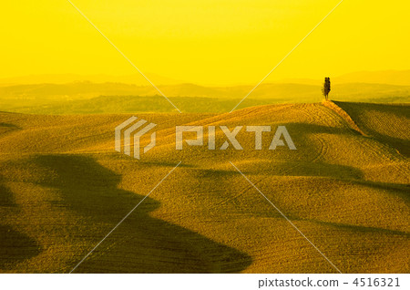 yellow tuscany 4516321