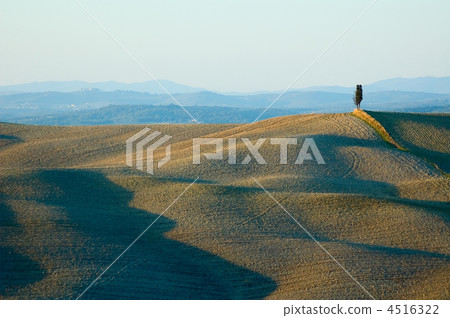 lonely cypress tree in hill - typical tuscan landscape 4516322