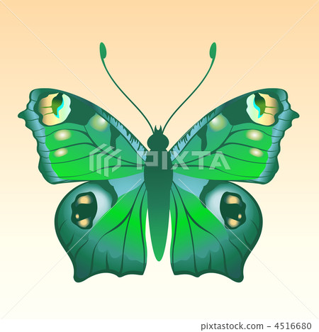 butterfly butterfly 4516680