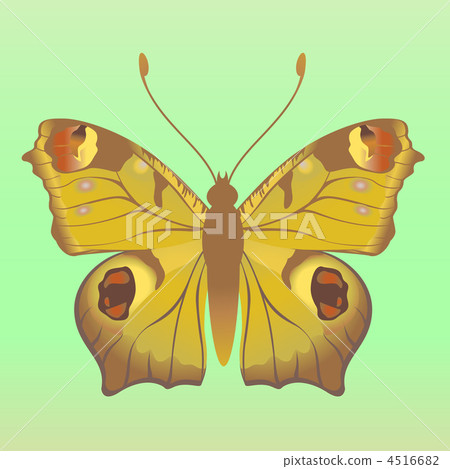 butterfly butterfly 4516682