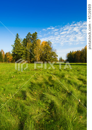 blue sky, trees and green grass 4516989