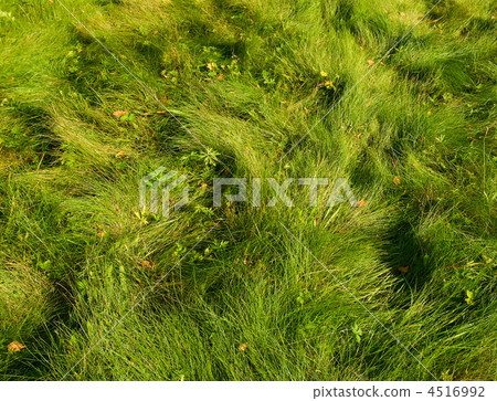 green grass background 4516992