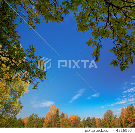 background of leaves, trees and blue sky 4516993