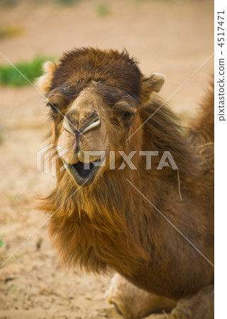 Camel's head 4517471