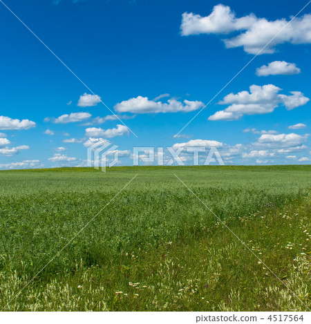 green field with blooming flowers and blue sky 4517564