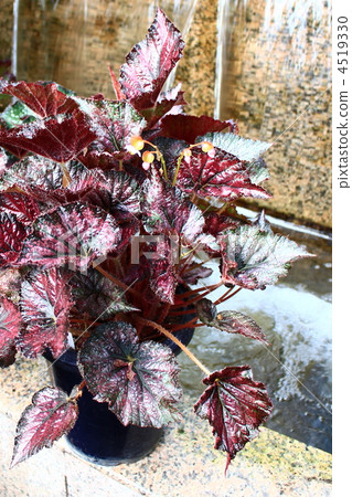 Rex Begonia 4519330