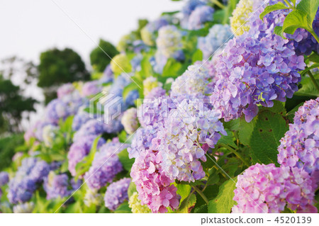 繡球花田 繡球花田 4520139