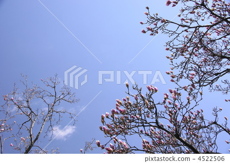 4月Shimokuren和Magnolia家族32 4522506