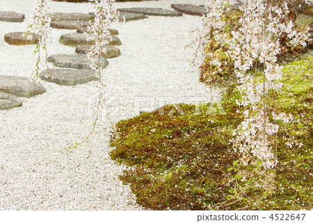 Dead brown cherry tree 4522647