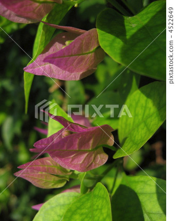 bougainvillea, bougainvillaea, Okinawa 4522649