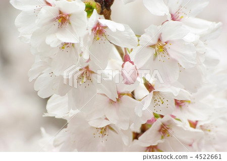 Cherry Blossoms Cherry Blossoms 4522661