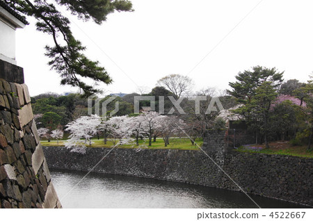 三月吉野Iyoshino 87櫻花和薔薇科 三月吉野Iyoshino 87櫻花和薔薇科 4522667