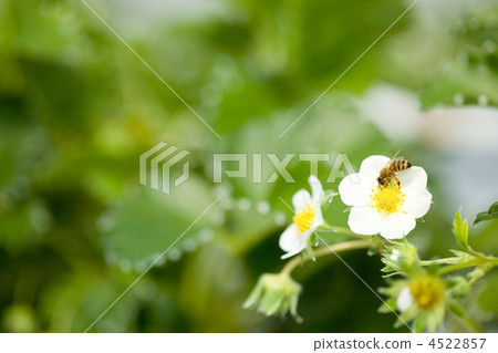 草莓花 一株草莓花 活力 4522857