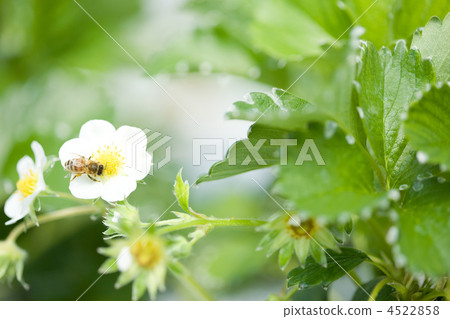 活力 快樂 明亮 4522858